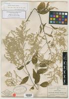 Isotype of Iresine pringlei S. Watson [family AMARANTHACEAE]