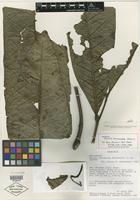 Isotype of Talisia amaruayana Steyerm. [family SAPINDACEAE]