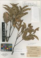 Isotype of Talisia oedipoda Radlk. [family SAPINDACEAE]