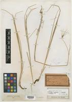 Lectotype of Hordeum jubatum f. violaceum Kuntze [family POACEAE]
