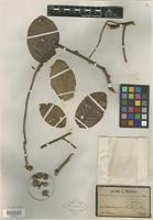 Type of Parinari anamensis Hance [family CHRYSOBALANACEAE]