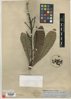 Isotype of Cespedesia sprucei Tiegh. [family OCHNACEAE]