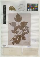 Type of Rubus hesperius Piper [family ROSACEAE]