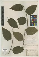 Type of Rubus latifolius Kuntze [family ROSACEAE]
