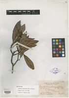 Isotype of Eriobotrya oblongifolia Merr. & Rolfe [family ROSACEAE]