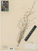 Type? of Howellia limosa Greene [family CAMPANULACEAE]