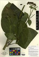 Isotype of Macrocarpaea lenae J. R. Grant [family GENTIANACEAE]