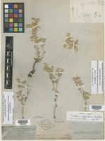 Isolectotype of Alternanthera suffruticosa Torr. [family AMARANTHACEAE]