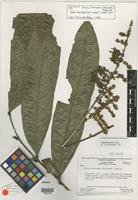 Holotype of Talisia tiricensis Steyerm. & Maguire [family SAPINDACEAE]