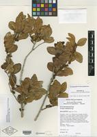 Isotype of Scolopia maoulidae Hul, Labat & O. Pascal [family FLACOURTIACEAE]
