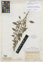 Isotype of Amaranthus bigelovii Uline & W. L. Bray [family AMARANTHACEAE]