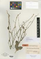 Type of Anthochlamys rechingeri Aellen [family CHENOPODIACEAE]
