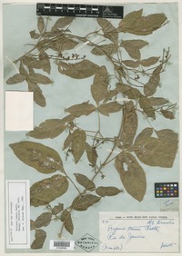 Syntype of Serjania tenuis Radlk. [family SAPINDACEAE]