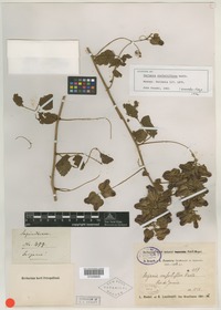 Syntype of Serjania confertiflora Radlk. [family SAPINDACEAE]