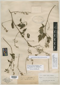 Syntype of Serjania confertiflora var. dasycephala Radlk. [family SAPINDACEAE]