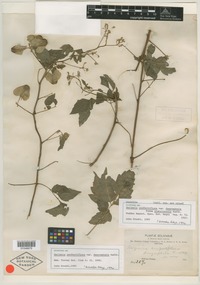 Syntype of Serjania confertiflora var. dasycephala Radlk. [family SAPINDACEAE]