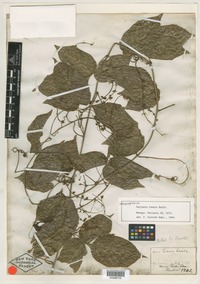 Isolectotype of Serjania tenuis Radlk. [family SAPINDACEAE]