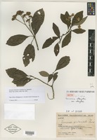 Isotype of Vernonia alleizettei Humbert [family ASTERACEAE]