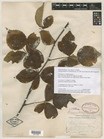 Type? of Rubus canadensis var. invisus L.H.Bailey [family ROSACEAE]