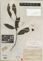 Isotype of Randia caudatifolia Merr. [family RUBIACEAE]
