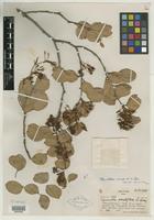 Type of Maniltoa minor A. C. Sm. [family CAESALPINIACEAE]