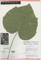 Isotype of Robinsonella samaricarpa Fryxell [family MALVACEAE]