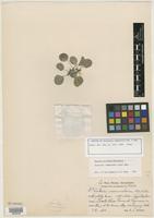 Isotype of Dorstenia nummularia Urb. & Ekman [family MORACEAE]