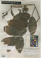 Isotype of Banisteriopsis brevipedicellata B. Gates [family MALPIGHIACEAE]