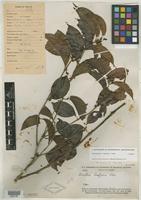 Isotype of Banisteriopsis krukoffii B. Gates [family MALPIGHIACEAE]