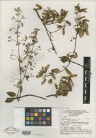 Isotype of Banisteriopsis prancei B. Gates [family MALPIGHIACEAE]