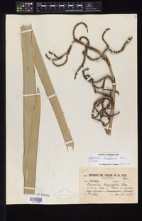 Isotype of Copernicia longiglossa León [family ARECACEAE]
