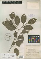 Type of Homalium racemosum var. barbellatum S. F. Blake [family FLACOURTIACEAE]