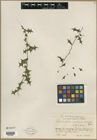 Isotype of Barleriola inermis Urb. & Ekman [family ACANTHACEAE]