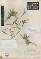 Isotype of Guettarda angustata Urb. & Ekman [family RUBIACEAE]