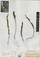 Holotype of Notholaena inaequalis var. pilosa Kuntze [family PTERIDOPHYTE]