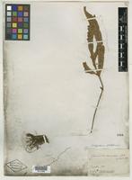 Type of Grammitis decurrens Wall. [family PTERIDOPHYTE]