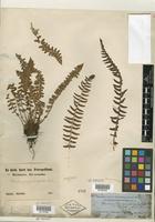 Type of Woodsia polystichoides D. C. Eaton [family PTERIDOPHYTE]