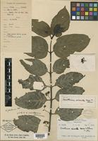Holotype of Canthium simile Merr. & Chun [family RUBIACEAE]