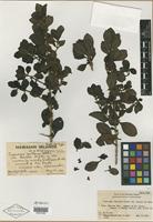 Type of Coprosma ochracea var. kaalae H. St. John [family RUBIACEAE]