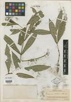 Isotype of Faramea scalaris Standl. [family RUBIACEAE]