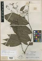 Isotype of Faramea exemplaris Standl. [family RUBIACEAE]