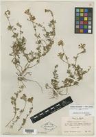Holotype of Verbena tenuisecta var. alba Moldenke [family VERBENACEAE]