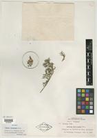 Isotype of Verbena tenuisecta Briq. [family VERBENACEAE]