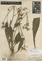 Isotype of Nicotiana nudicaulis S. Watson [family SOLANACEAE]