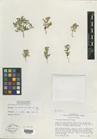 Holotype of Galinsoga subdiscoidea Cronq. [family ASTERACEAE]