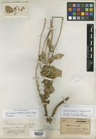 Type? of Grindelia volkensii var. latifolia Kuntze [family ASTERACEAE]