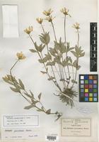 Isotype of Heliopsis novogaliciana B. L. Turner [family ASTERACEAE]