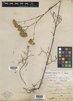 Isotype of Hymenothrix palmeri A. Gray [family ASTERACEAE]