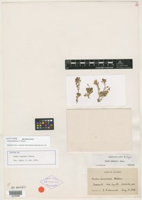 Isotype of Draba lemmonii S. Watson [family BRASSICACEAE]