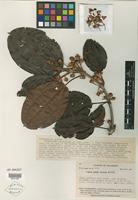 Type of Blakea campii Wurdack [family MELASTOMATACEAE]